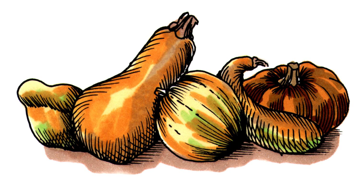 Colored drawing of five gourds, among which is a butternut squash
and a pumpkin