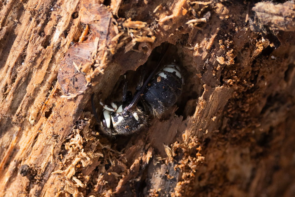 
A hibernating Bald-faced Hornet Queen sleeping through the winter in a cavity she has chewed into a log